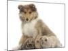 Rough Collie Puppy, 14 Weeks, with Three Young Rabbits-Mark Taylor-Mounted Photographic Print