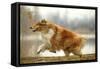 Rough Collie Running-null-Framed Stretched Canvas