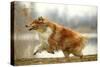 Rough Collie Running-null-Stretched Canvas