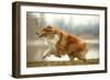 Rough Collie Running-null-Framed Photographic Print