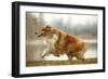 Rough Collie Running-null-Framed Photographic Print