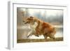 Rough Collie Running-null-Framed Photographic Print