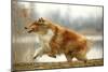 Rough Collie Running-null-Mounted Photographic Print