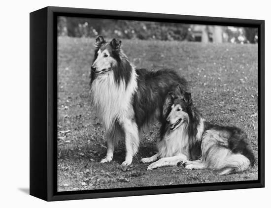 Rough Collie-null-Framed Stretched Canvas