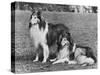 Rough Collie-null-Stretched Canvas