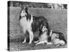 Rough Collie-null-Stretched Canvas