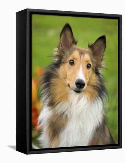 Rough Collie-Jim Engelbrecht-Framed Stretched Canvas