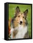 Rough Collie-Jim Engelbrecht-Framed Stretched Canvas