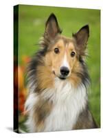 Rough Collie-Jim Engelbrecht-Stretched Canvas