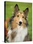 Rough Collie-Jim Engelbrecht-Stretched Canvas