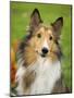 Rough Collie-Jim Engelbrecht-Mounted Photographic Print