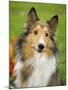 Rough Collie-Jim Engelbrecht-Mounted Photographic Print