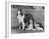 Rough Collie-null-Framed Photographic Print