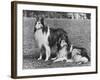 Rough Collie-null-Framed Photographic Print