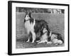 Rough Collie-null-Framed Photographic Print