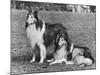 Rough Collie-null-Mounted Photographic Print