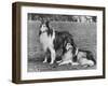 Rough Collie-null-Framed Photographic Print