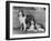 Rough Collie-null-Framed Photographic Print