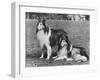 Rough Collie-null-Framed Photographic Print