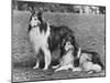 Rough Collie-null-Mounted Photographic Print