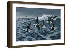 Rough Day on the Bay - Oldsquaw Ducks-Wilhelm Goebel-Framed Giclee Print