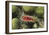 Rough File Clam-Hal Beral-Framed Photographic Print