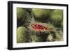 Rough File Clam-Hal Beral-Framed Photographic Print