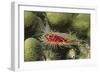Rough File Clam-Hal Beral-Framed Photographic Print