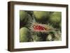 Rough File Clam-Hal Beral-Framed Photographic Print