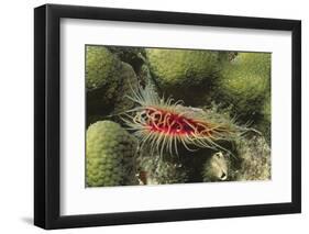 Rough File Clam-Hal Beral-Framed Photographic Print