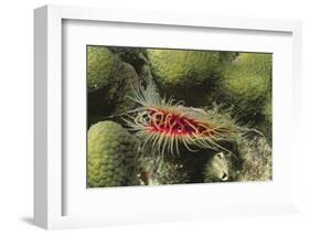 Rough File Clam-Hal Beral-Framed Photographic Print