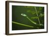 Rough Green Snake, Opheodrys Aestivus, Captive, Northern. Georgia, USA-Pete Oxford-Framed Photographic Print