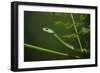 Rough Green Snake, Opheodrys Aestivus, Captive, Northern. Georgia, USA-Pete Oxford-Framed Photographic Print