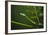 Rough Green Snake, Opheodrys Aestivus, Captive, Northern. Georgia, USA-Pete Oxford-Framed Photographic Print