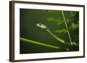 Rough Green Snake, Opheodrys Aestivus, Captive, Northern. Georgia, USA-Pete Oxford-Framed Photographic Print