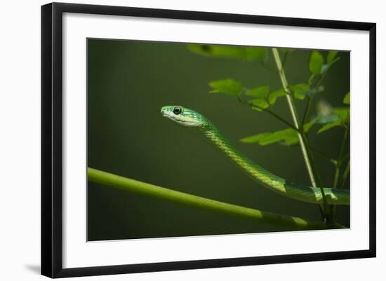 Rough Green Snake, Opheodrys Aestivus, Captive, Northern. Georgia, USA-Pete Oxford-Framed Photographic Print