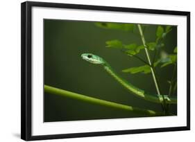 Rough Green Snake, Opheodrys Aestivus, Captive, Northern. Georgia, USA-Pete Oxford-Framed Photographic Print