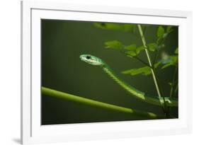 Rough Green Snake, Opheodrys Aestivus, Captive, Northern. Georgia, USA-Pete Oxford-Framed Photographic Print