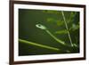 Rough Green Snake, Opheodrys Aestivus, Captive, Northern. Georgia, USA-Pete Oxford-Framed Photographic Print