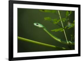 Rough Green Snake, Opheodrys Aestivus, Captive, Northern. Georgia, USA-Pete Oxford-Framed Photographic Print