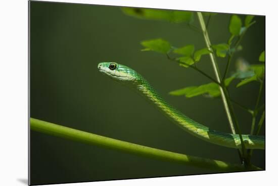 Rough Green Snake, Opheodrys Aestivus, Captive, Northern. Georgia, USA-Pete Oxford-Mounted Photographic Print