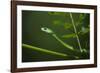 Rough Green Snake, Opheodrys Aestivus, Captive, Northern. Georgia, USA-Pete Oxford-Framed Photographic Print