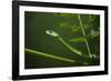 Rough Green Snake, Opheodrys Aestivus, Captive, Northern. Georgia, USA-Pete Oxford-Framed Photographic Print