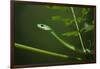 Rough Green Snake, Opheodrys Aestivus, Captive, Northern. Georgia, USA-Pete Oxford-Framed Photographic Print