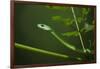 Rough Green Snake, Opheodrys Aestivus, Captive, Northern. Georgia, USA-Pete Oxford-Framed Photographic Print