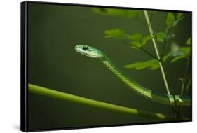 Rough Green Snake, Opheodrys Aestivus, Captive, Northern. Georgia, USA-Pete Oxford-Framed Stretched Canvas