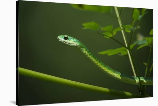 Rough Green Snake, Opheodrys Aestivus, Captive, Northern. Georgia, USA-Pete Oxford-Stretched Canvas