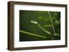 Rough Green Snake, Opheodrys Aestivus, Captive, Northern. Georgia, USA-Pete Oxford-Framed Photographic Print