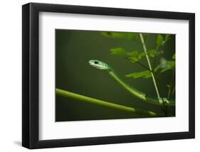 Rough Green Snake, Opheodrys Aestivus, Captive, Northern. Georgia, USA-Pete Oxford-Framed Photographic Print