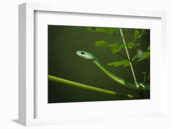 Rough Green Snake, Opheodrys Aestivus, Captive, Northern. Georgia, USA-Pete Oxford-Framed Photographic Print